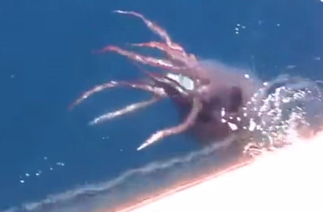 Viral: Rare Giant Squid Caught on Camera