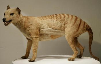 Tasmanian Tiger: Collector Alleges Rare Pelt