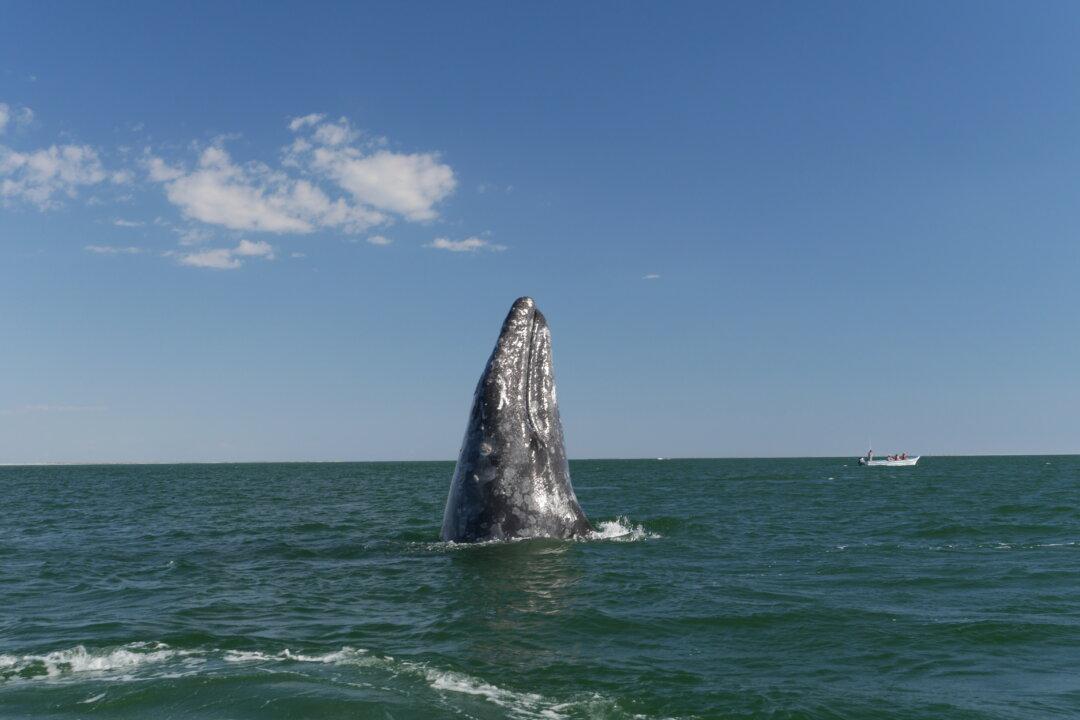 A Call for Saving Leviathan, for Saving the Whales