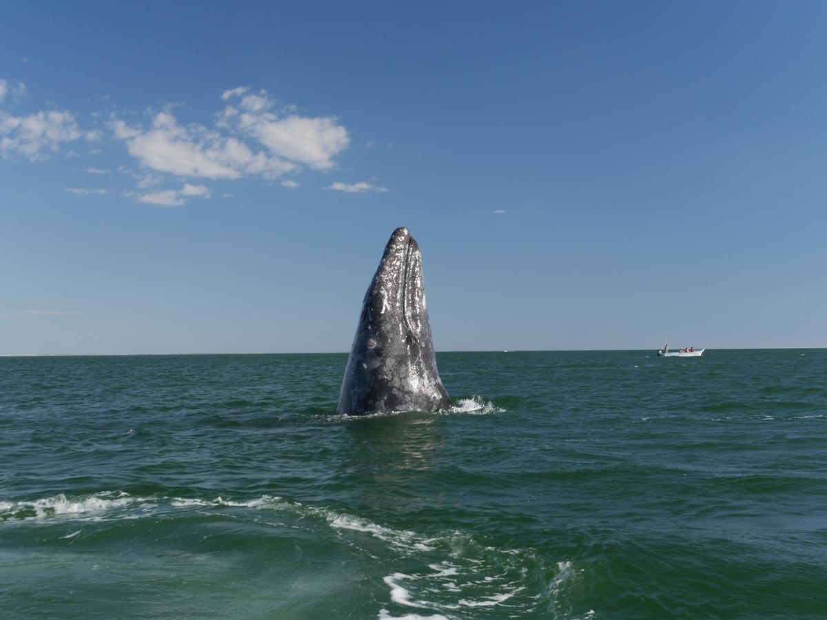 A Call for Saving Leviathan, for Saving the Whales