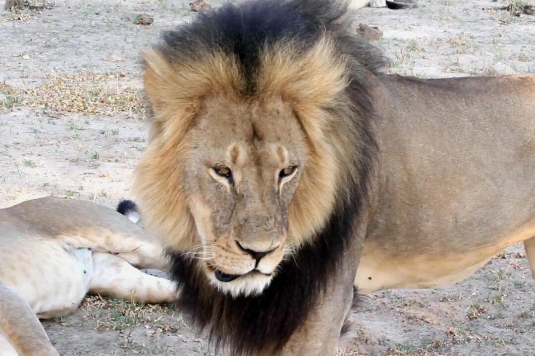 Man Accused in Lion Death Says He Thought Hunt Was Legal