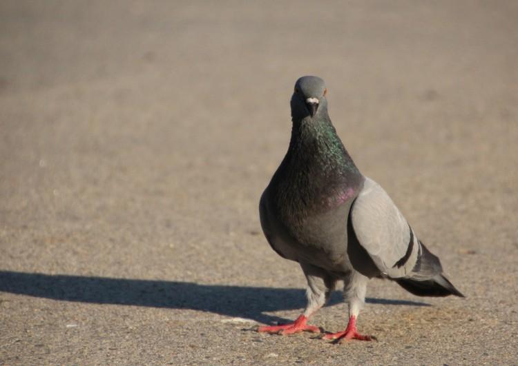 Pigeons, Like Monkeys, Can Order Numbers