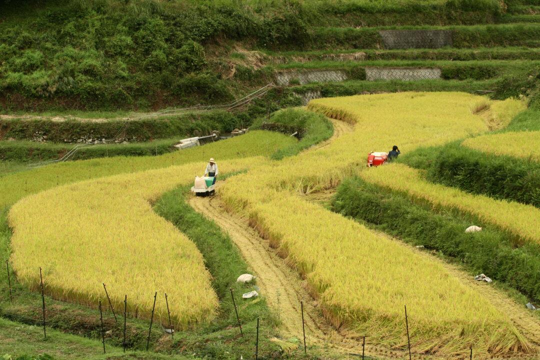 Japan’s ‘Sacred’ Rice Farmers Brace for Pacific Trade Deal’s Death Sentence