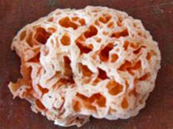 SpongeBob SquarePants—The Mushroom?
