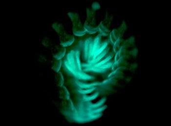 Beware, Says Bioluminescent Millipede