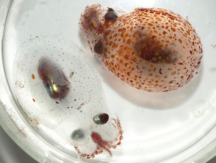 Deep-Sea Cephalopods Can Switch Camouflage On and Off