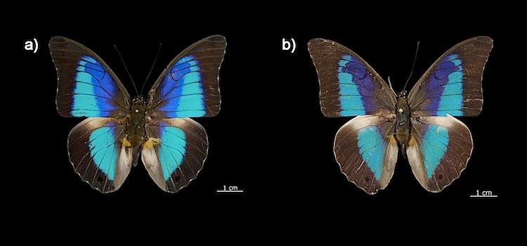 DNA Barcoding Uncovers New Butterfly Species in Mexico