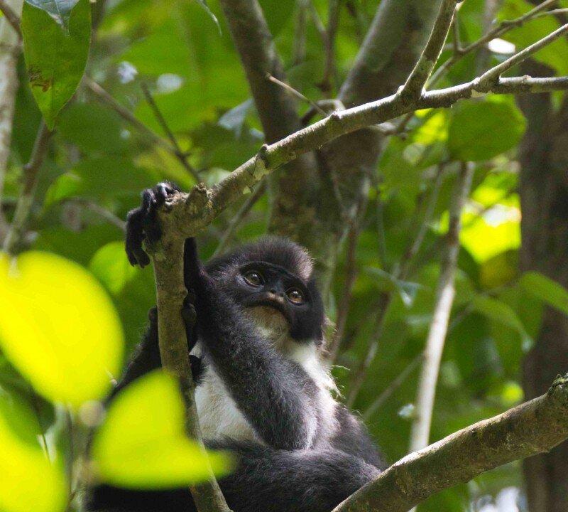 Borneo Monkey Thought Extinct Found Outside Its Known Range