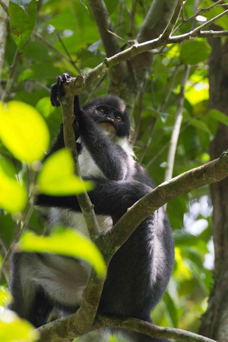 Borneo Monkey Thought Extinct Found Outside Its Known Range