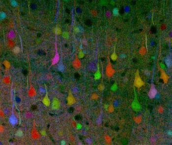 Neurons Act Like a Social Network