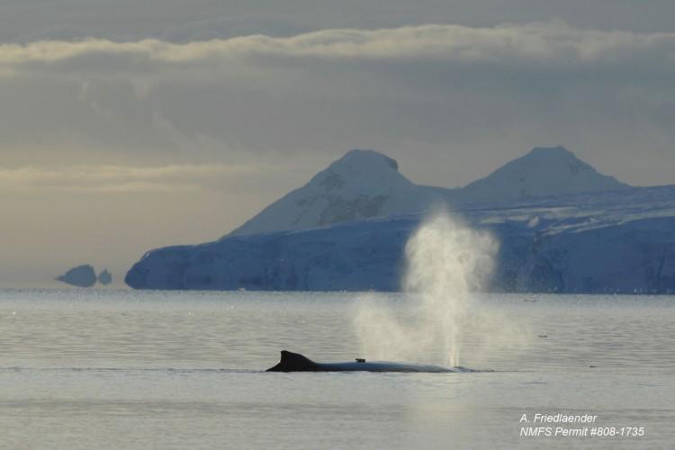 Multitasking Humpback Whales Sing in Feeding Grounds
