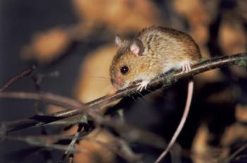 Light Found to Affect Fear