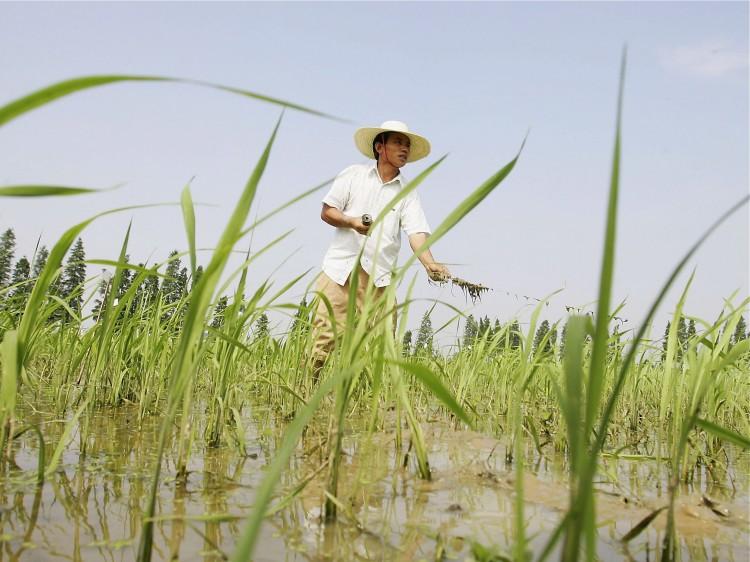 GM Rice Study Used Chinese Children as ‘Guinea Pigs’