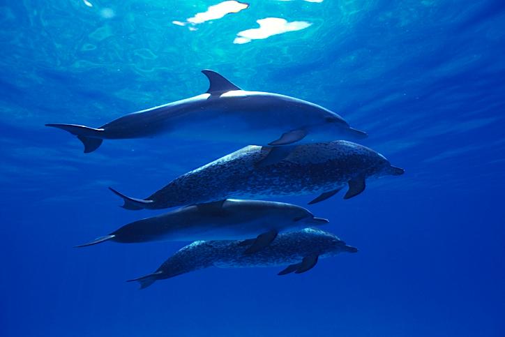 Dolphins Are Slowed Down by Pregnancy