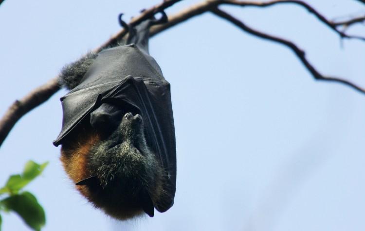 Australian Town Invaded by 250,000 Bats