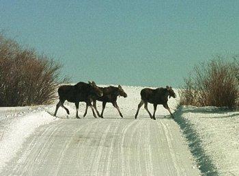 Design Competition Seeks to Make Wildlife Crossings Safer
