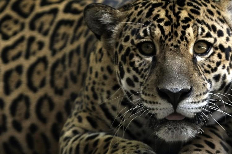 Big Cats Could Make a Comeback in American Southwest