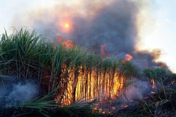 Food Fact: Sugarcane