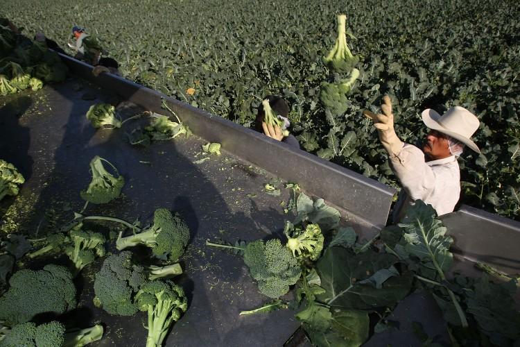 East Coast Wants In on the Broccoli Industry