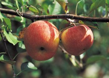 New Zealand Apples Into the Australian Basket
