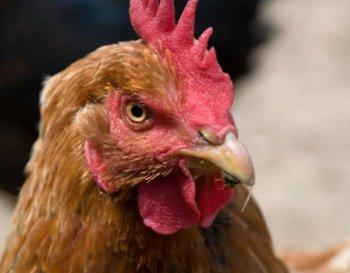 Massive Egg Recall Has NY Legislators Request Hen Vaccinations