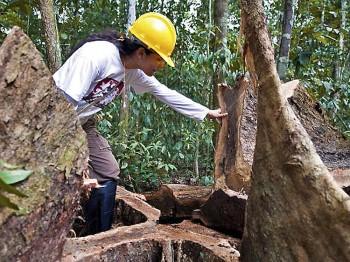 Man Opposing Illegal Logging in Amazon Murdered by Loggers