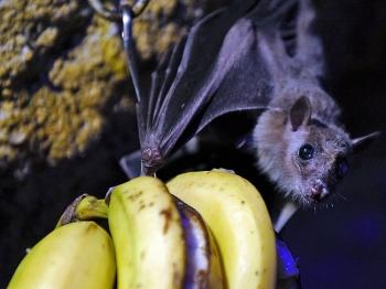 Strategy to Fight Bat Killing Disease, Issued by Interior Department