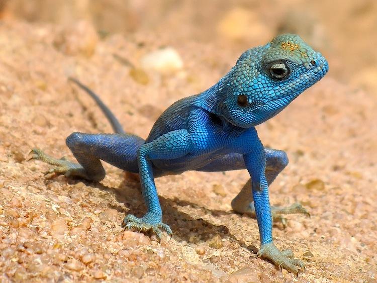 SCIENCE IN PICS: Blue Rock Agamid