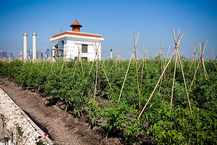 Rooftop Farm Helps Relieve Sewage Overflows