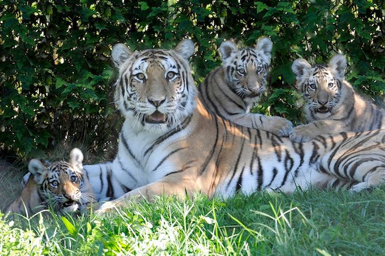 Tiger Cubs Open to Public at Bronx Zoo