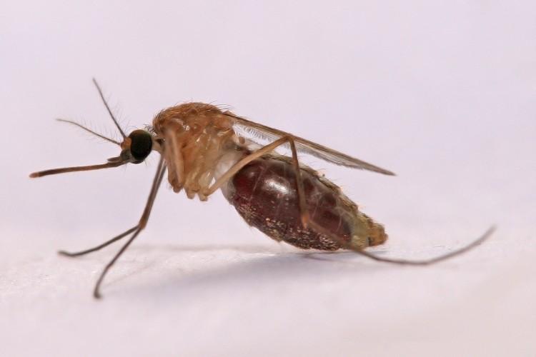 Bacteria on Skin Affects Attractiveness to Mosquitoes