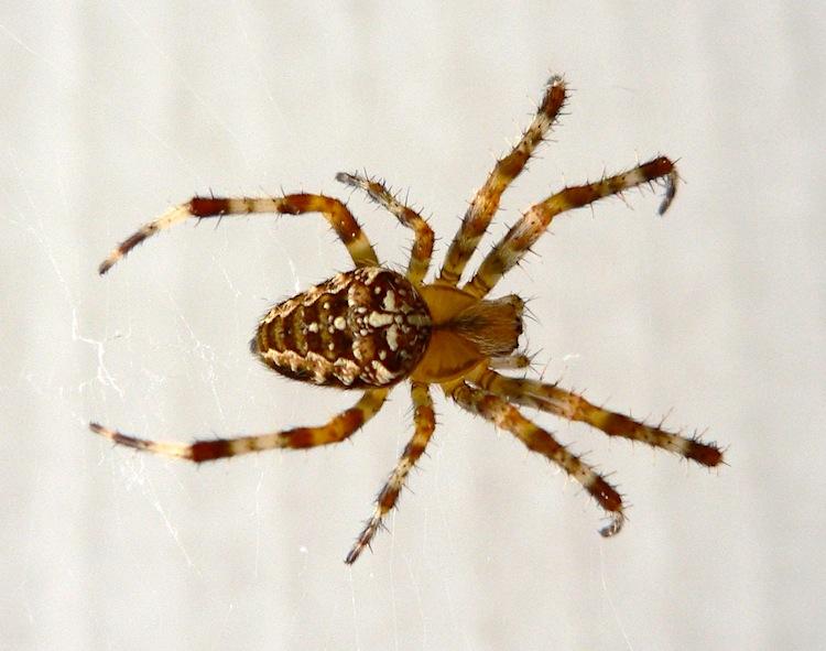Smart Spiderlings Have Brainy Legs