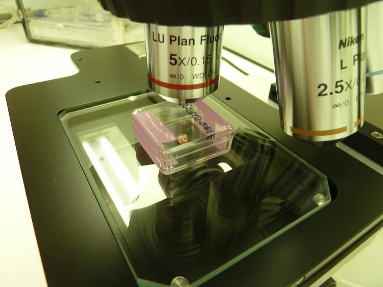 Itokawa Asteroid Dust to Shed Light on Earth’s Formation