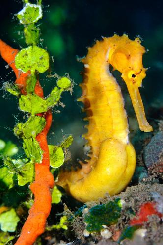 SCIENCE IN PICS: Thorny Babies Onboard
