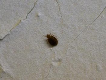 Bedbug Battle in New York City