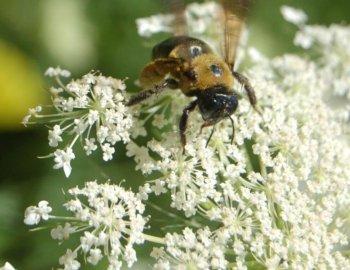 ‘Bee-ing’ in a Complex World