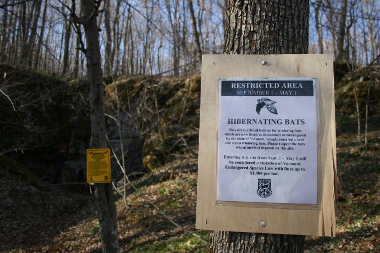 Nation Losing Bats as White-Nose Syndrome Spreads