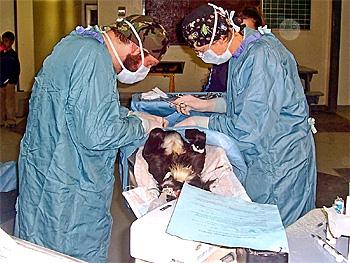 Dog Packs a Growing Threat in Northern Canada