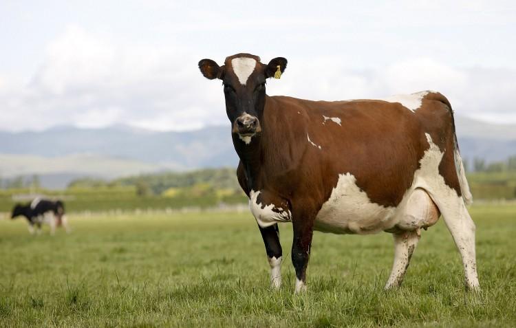 New Zealand Court Calls for Review of Controversial Farm Sale to China