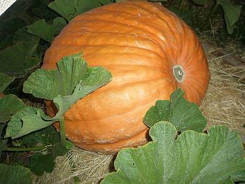 Pumpkinmania! Giant Pumpkin Weigh-off