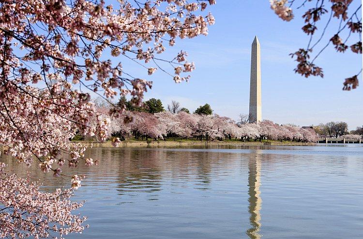 DC’s Cherry Blossom Festival Marks Centennial Event