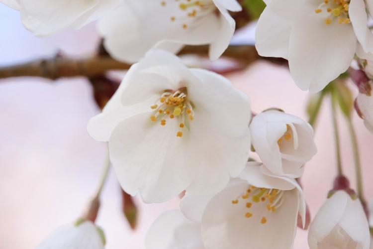 Perfect Timing: Shen Yun with the Cherry Blossom Festival
