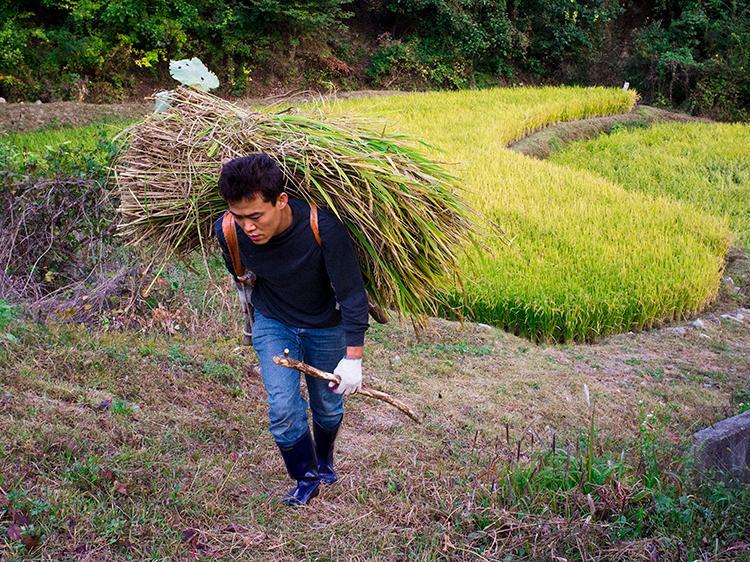 Korea’s Rice Harvest - A Sticky Tradition (Photos)