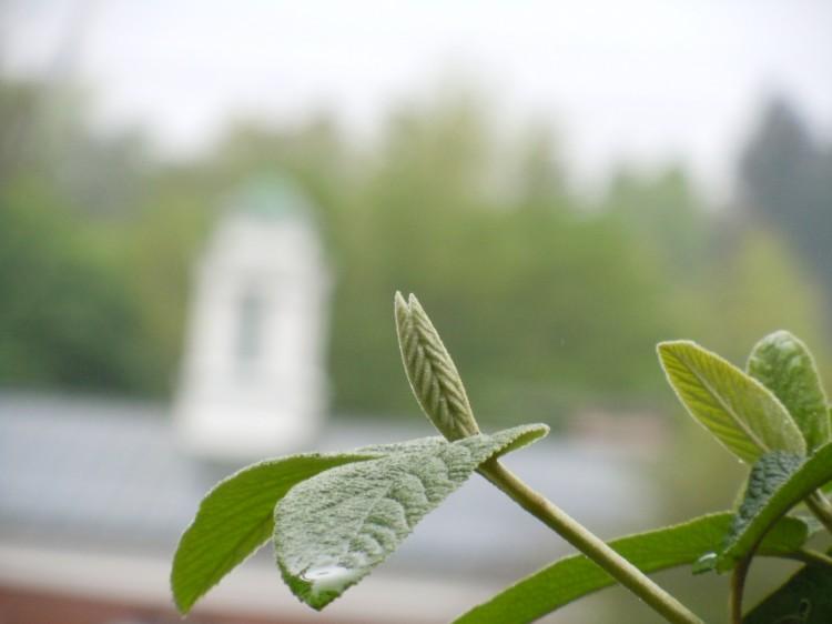 Quantum Effect Spotted in Early Stages of Photosynthesis