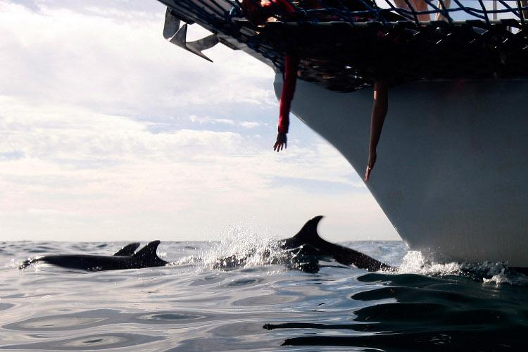 Sonar, Explosives Could Hurt More Marine Life: Study