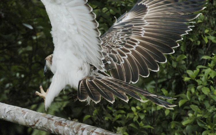 Philippine Farmer Fined for Killing Rare Eagle