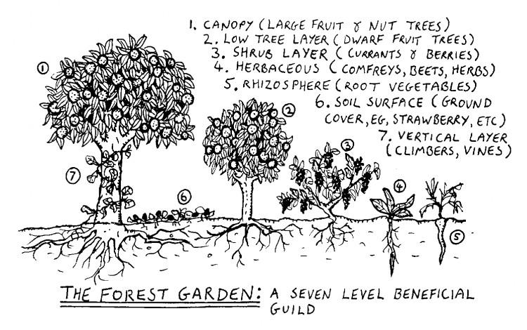 Food Forest Takes Root in Seattle