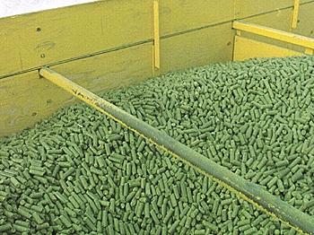 Canadian Groups Urge U.S. to Stop New GE Alfalfa