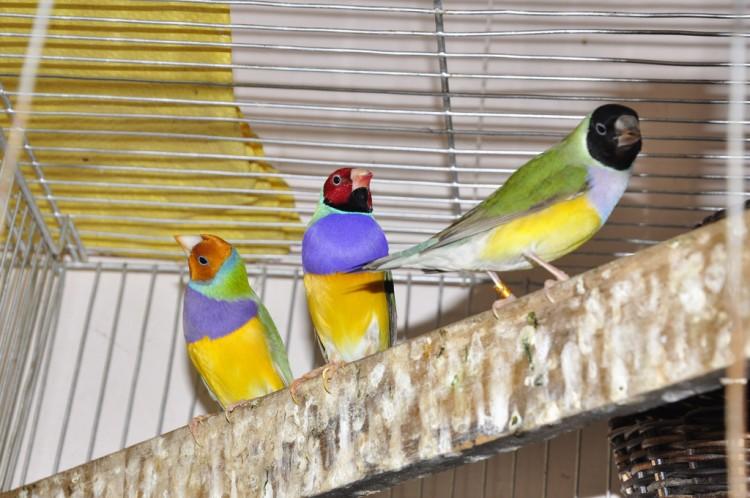Head Color Linked With Personality in Social Bird Species