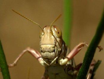 Scientists Warn of Grasshopper Outbreak in West